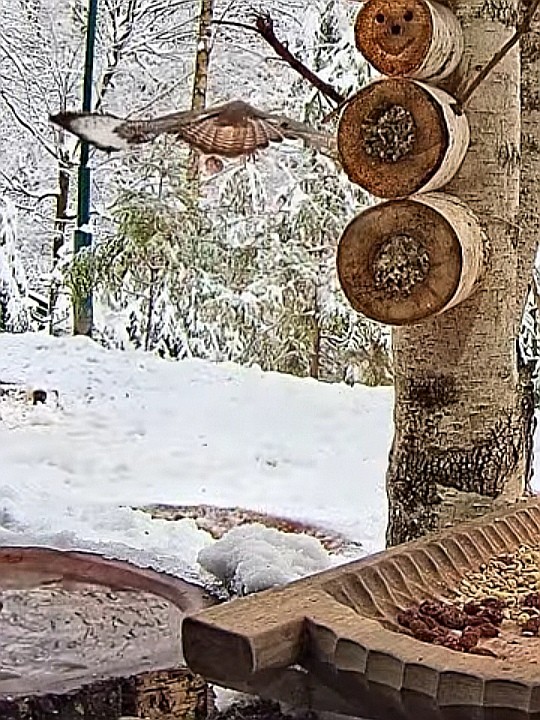 livebirdspoland_9e09b581757a611a74eab104882d01b7.jpg