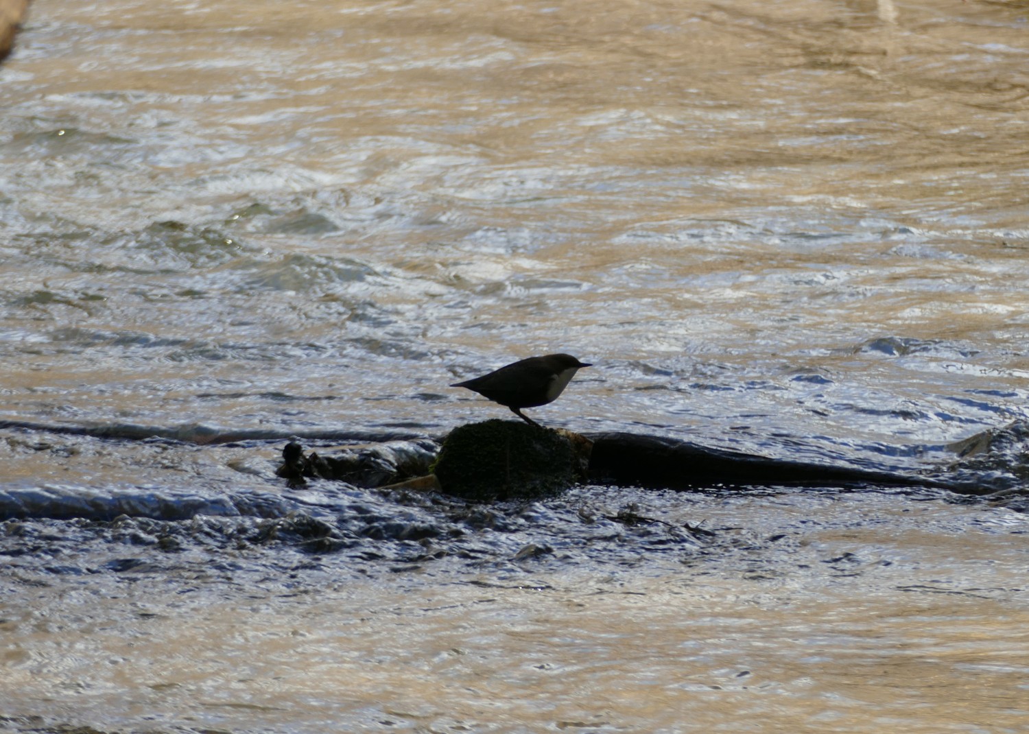 livebirdspoland_bf848a56184e2f26c630d3e7456128db.jpg