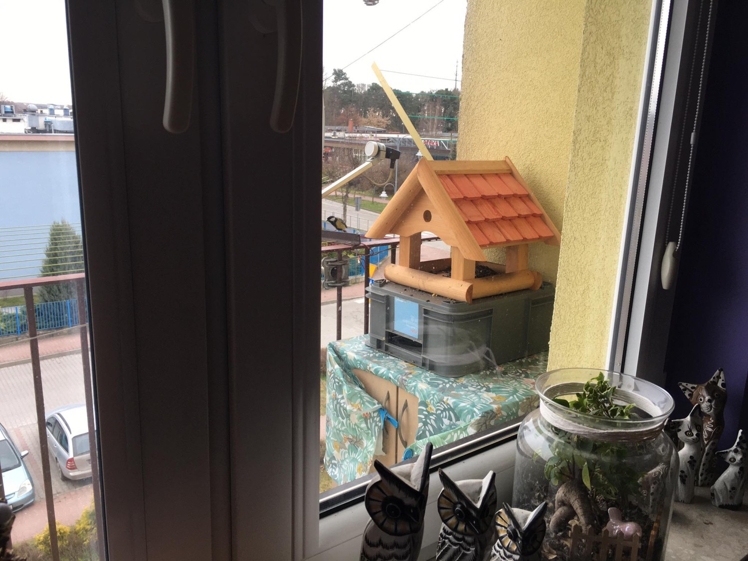 livebirdspoland_7cfb056cd7a211665703f69d92799694.jpg