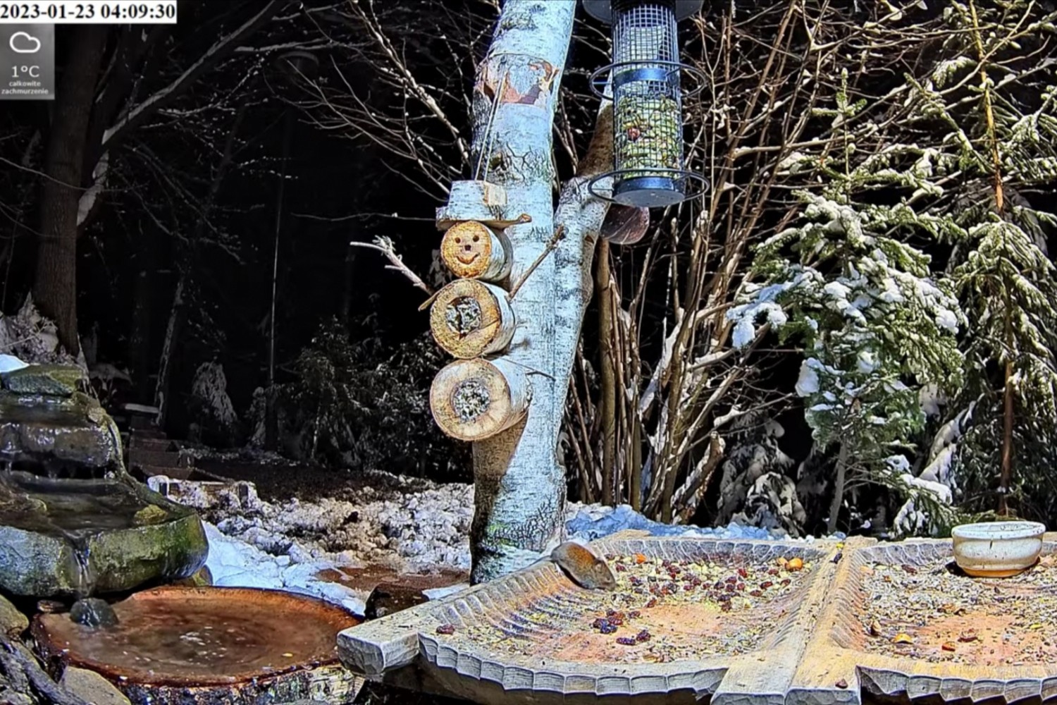 livebirdspoland_c7c694e83d8106f31c2728682c3856fa.jpg