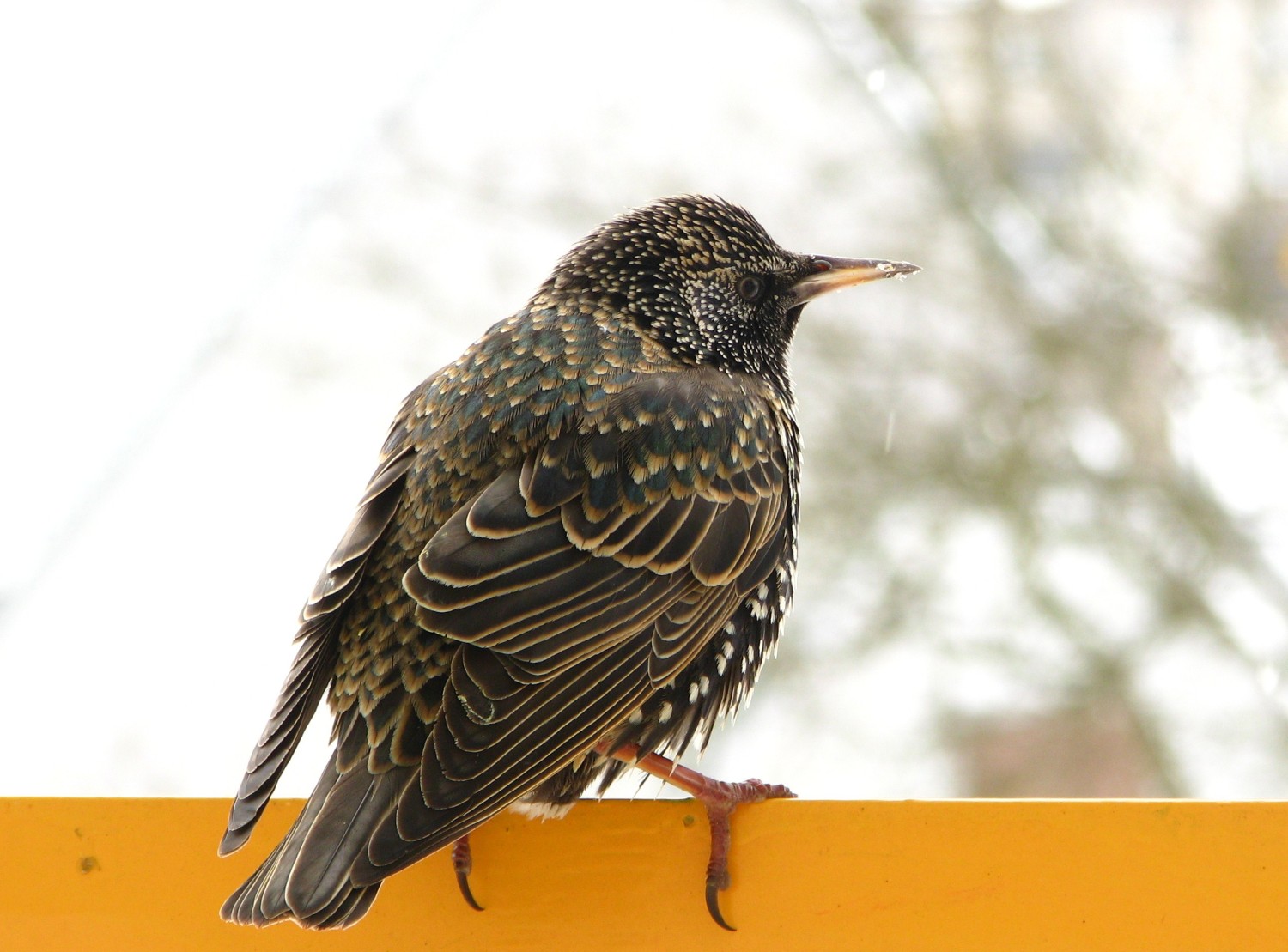 livebirdspoland_a13632032a7792323ee2e000c4482ec4.jpg