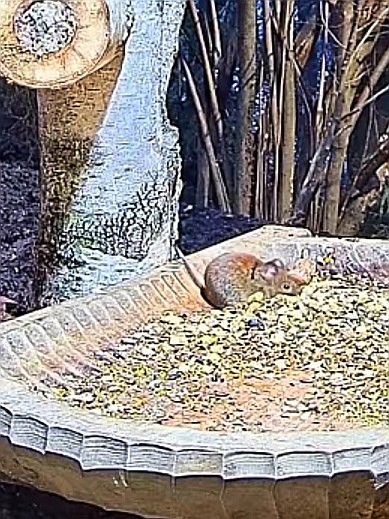 livebirdspoland_087fa8890b557a15c0003cbe32d39cde.jpg