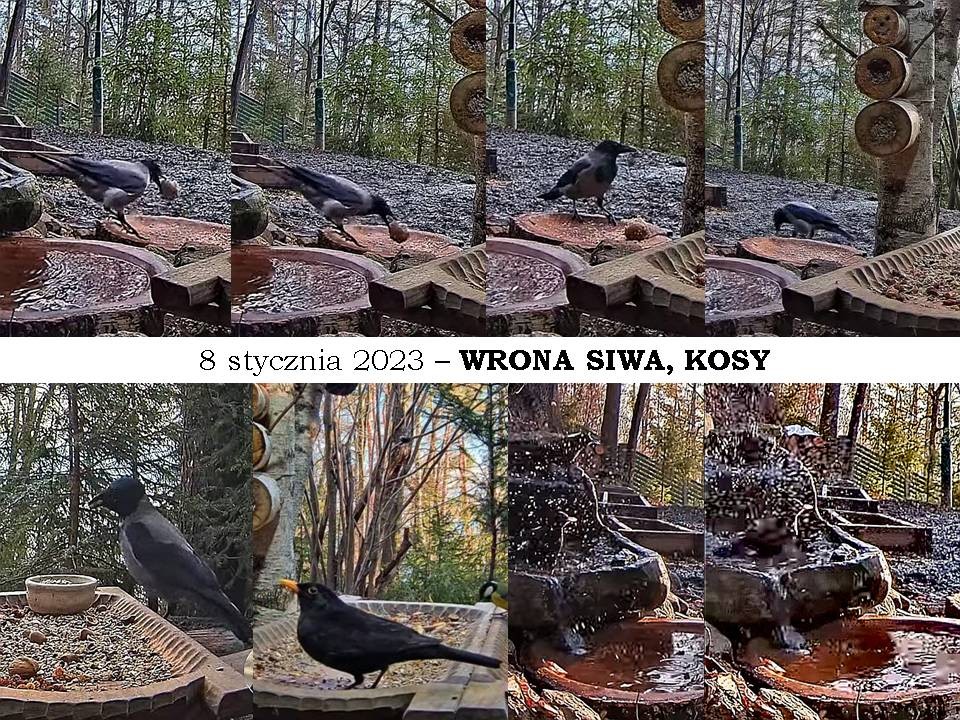 livebirdspoland_20d2adacde454fd3ca6145493235c607.jpg