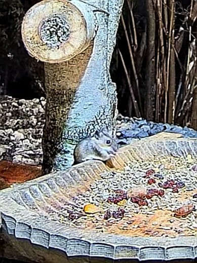 livebirdspoland_d035a4950b7c207b78ed6202d21a1abd.jpg