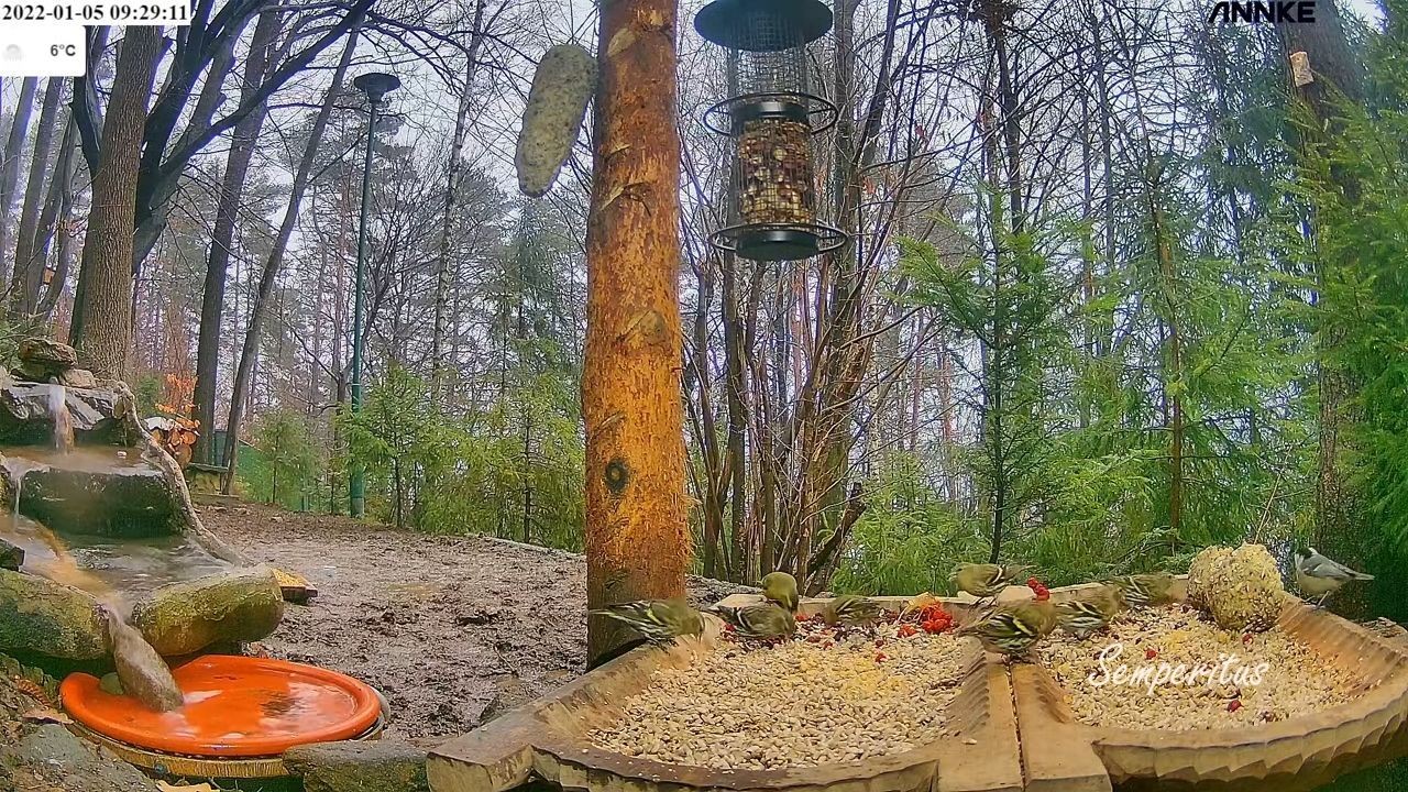 livebirdspoland_fe9e20ef0018035c0169f83a8d1c824c.jpg