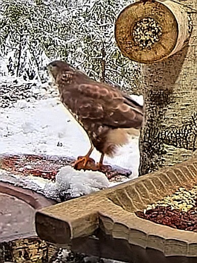 livebirdspoland_652b5051d0aa33b49c6d5a0ecba51dbc.jpg