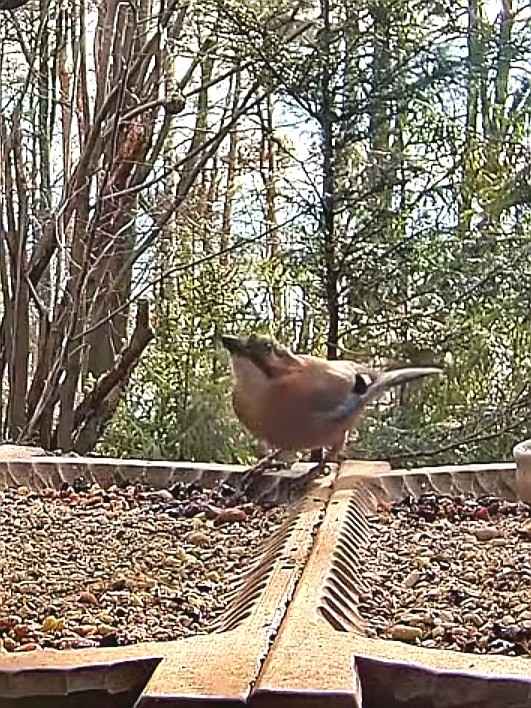 livebirdspoland_c893413c2ccdafd7794a49aac0efa453.jpg