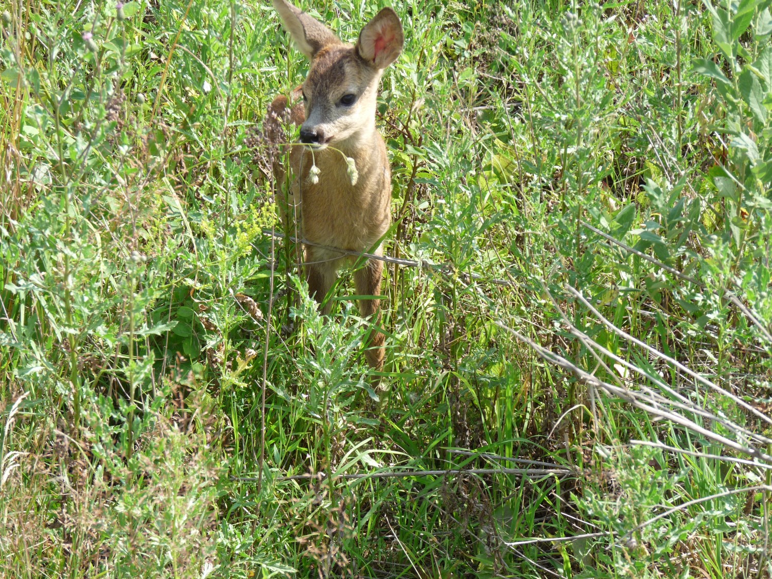 livebirdspoland_729a15e91580a26f51ba3c303fe7f129.jpg