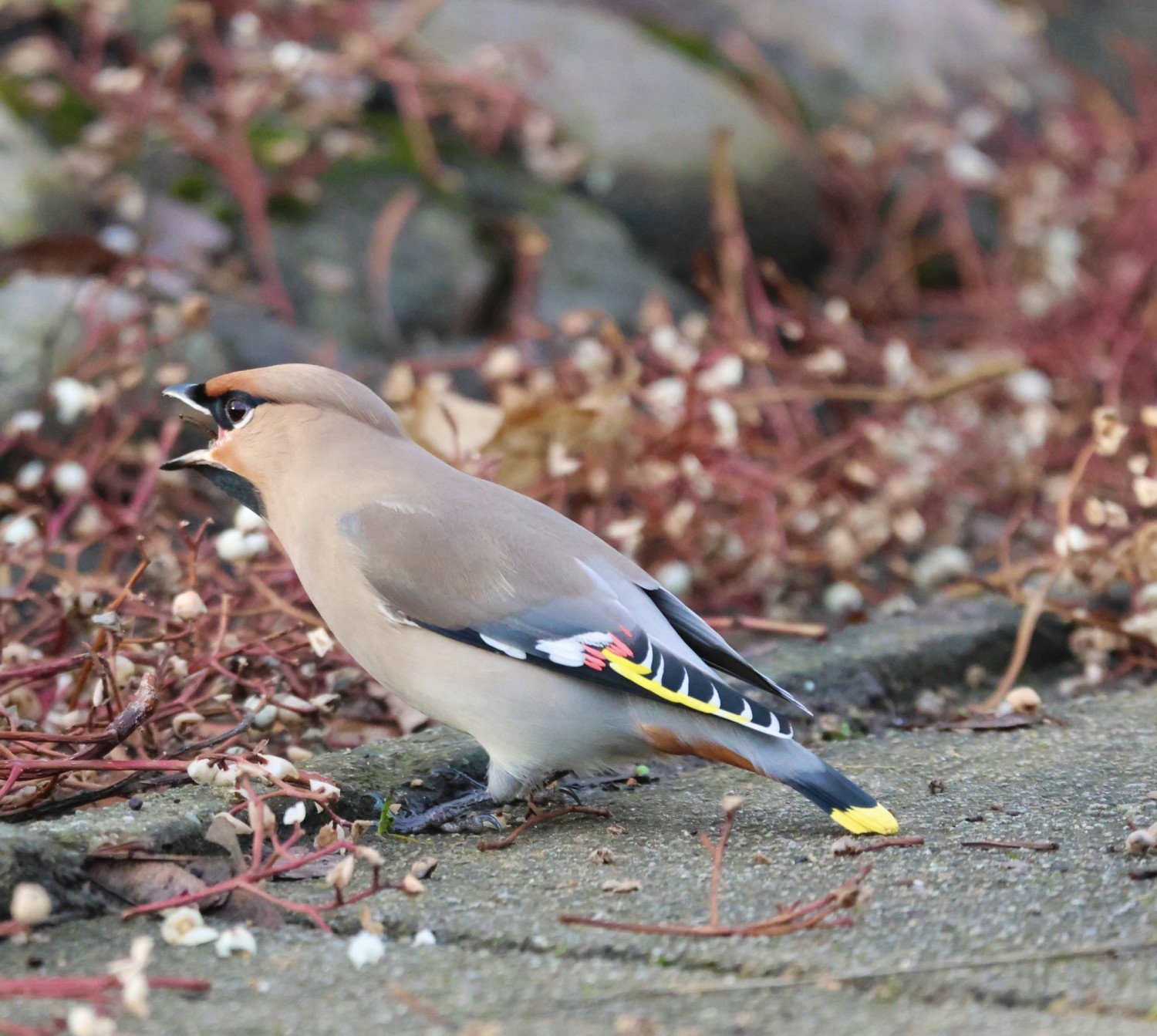 livebirdspoland_50c91b3493ec904bbed522b73589c0f1.jpg