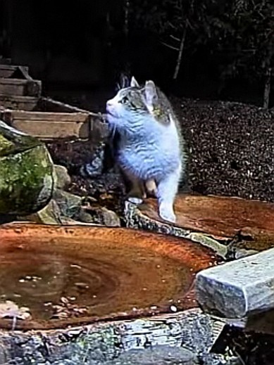 livebirdspoland_a61e96ac61f770ea0c9feee255963fcb.jpg