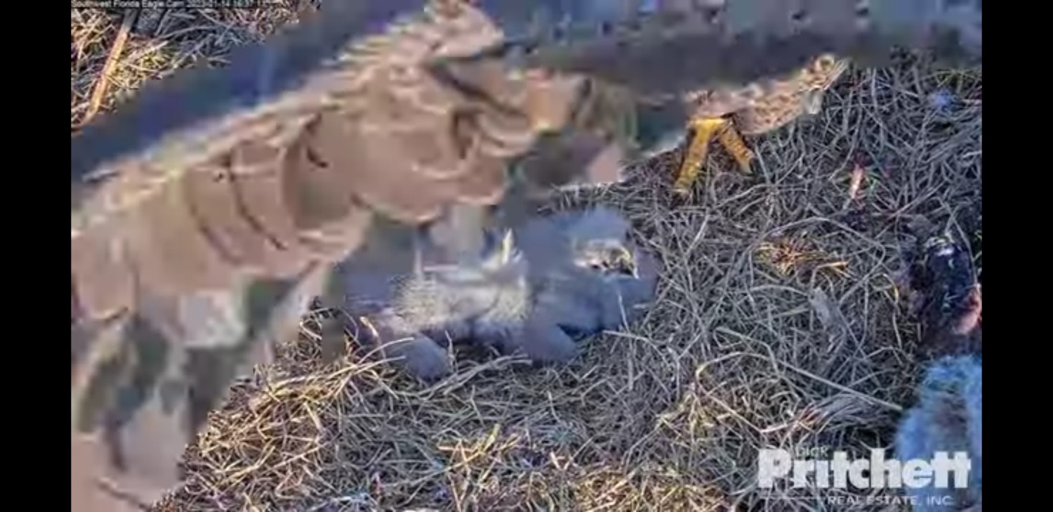 livebirdspoland_dea346d51d7851bcebae5763cf100aea.jpg