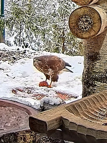 livebirdspoland_c7121804ff7aa4c8aeeac31e52613eca.jpg