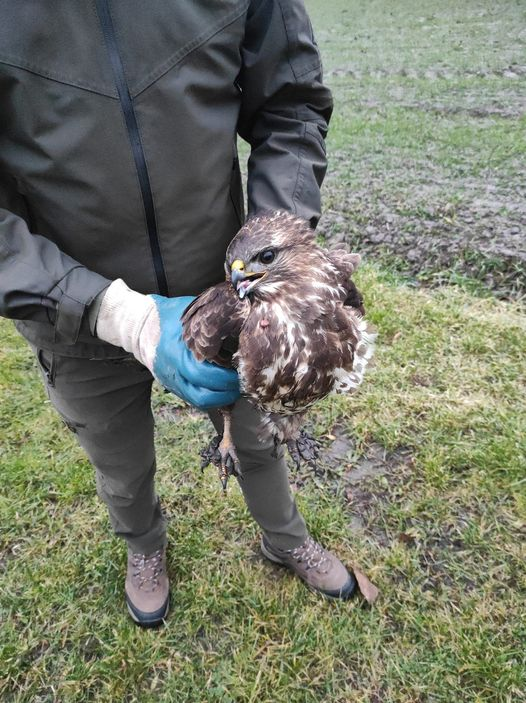 livebirdspoland_1b8e228943e645997bce6c87f2d4da7c.png