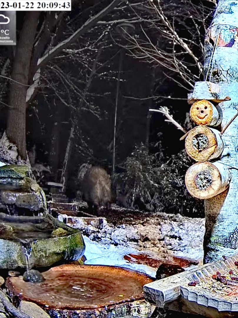 livebirdspoland_2a7315d4dce10f9d66fe2914a9efb854.jpg