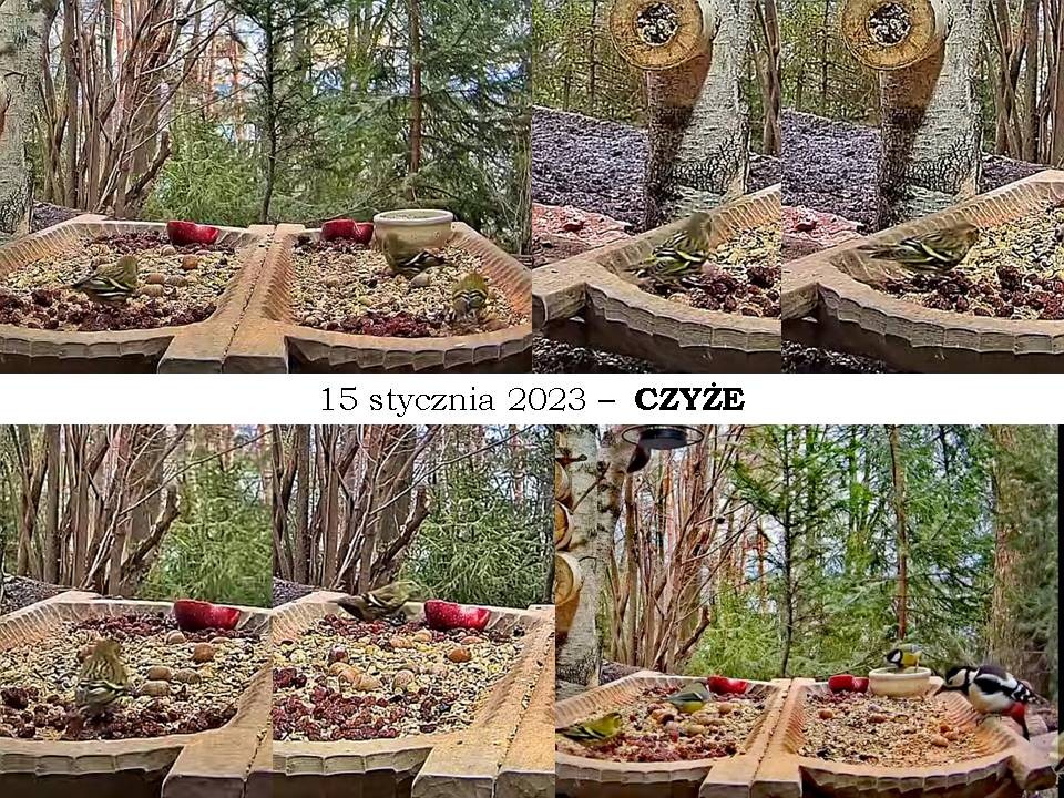 livebirdspoland_8c133e654372cb975dfc2864b8001b5c.jpg