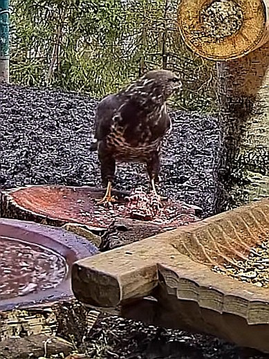 livebirdspoland_30212ab1d66bcb28f4fb9e6ec9fd9620.jpg