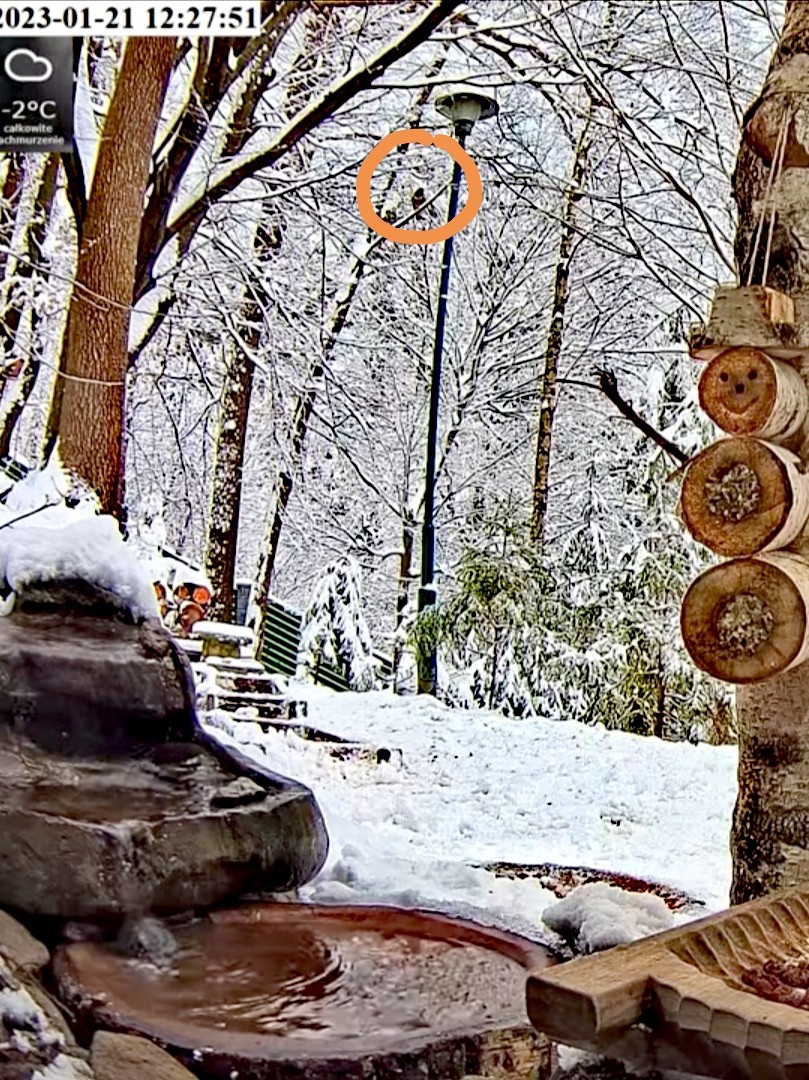 livebirdspoland_6ba4566c931d1d9f7b832ef95cf7e1bd.jpg