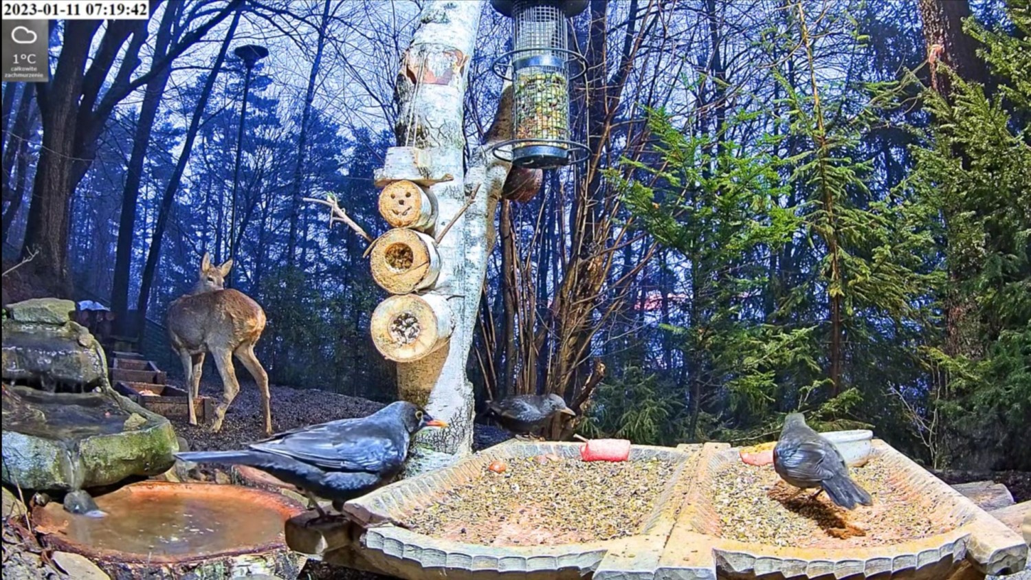 livebirdspoland_3b6086ac525eff86eeda29afaccf32e6.jpg