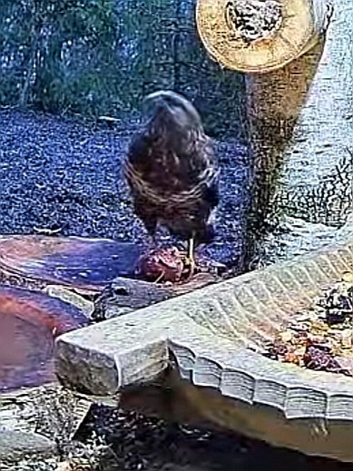 livebirdspoland_48a4b741b2e8d65444b9bccde35c1b87.jpg