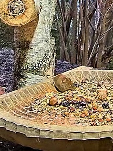livebirdspoland_9007df9d9ec2a0a2e692c9c9feca5223.jpg