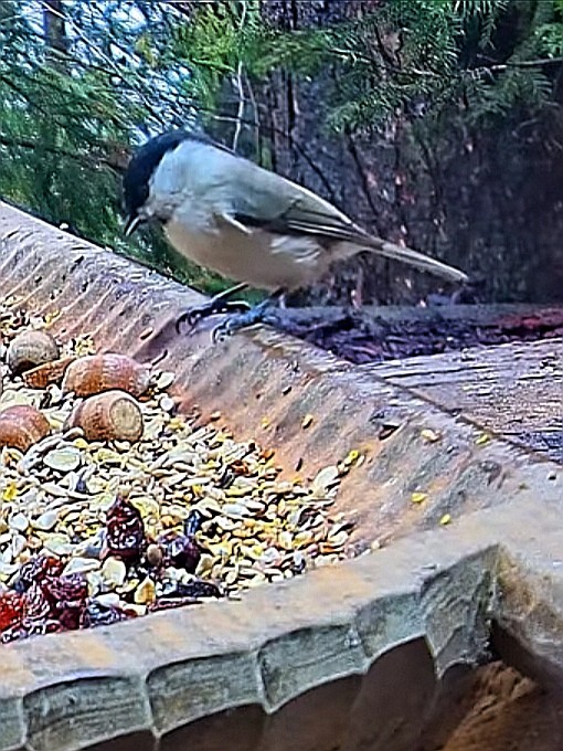 livebirdspoland_37b1d400dec45fbc54e1d30bd472ccac.jpg