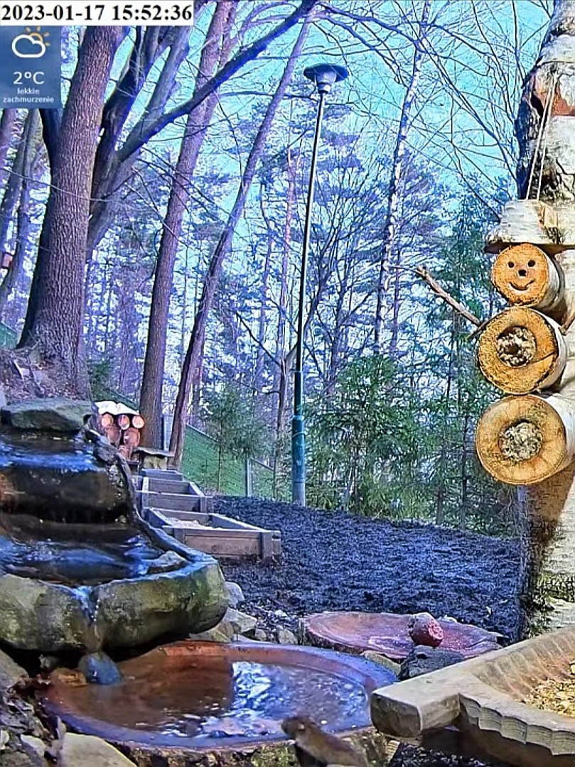 livebirdspoland_6df8c85e850d489790e59e24270ceb15.jpg