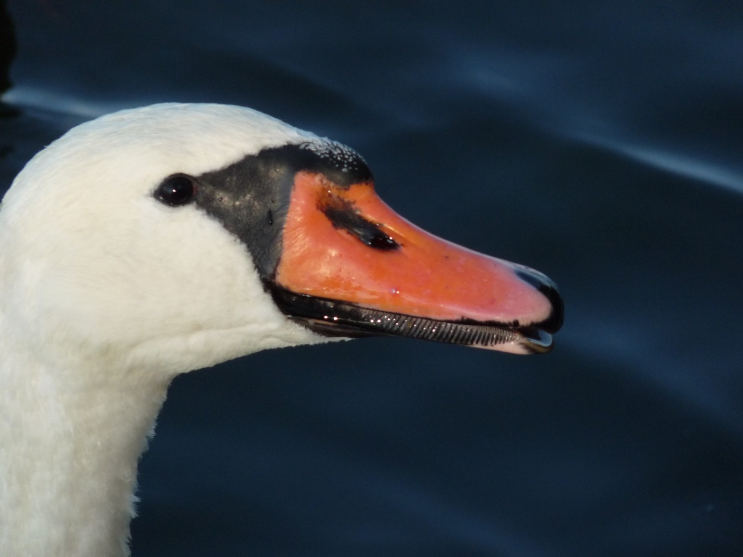 livebirdspoland_620ca2ae256d25a47366f602d97aa138.jpg