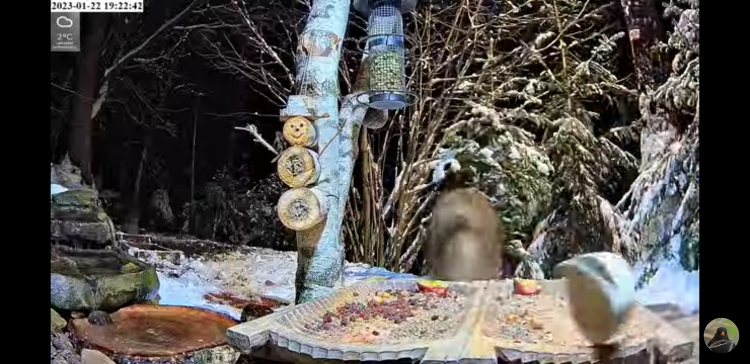 livebirdspoland_a2e07b0d10ab02ce013daa6b3346f416.jpg