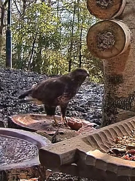 livebirdspoland_eb3854c2580e2c328028a0c3cfec5981.jpg