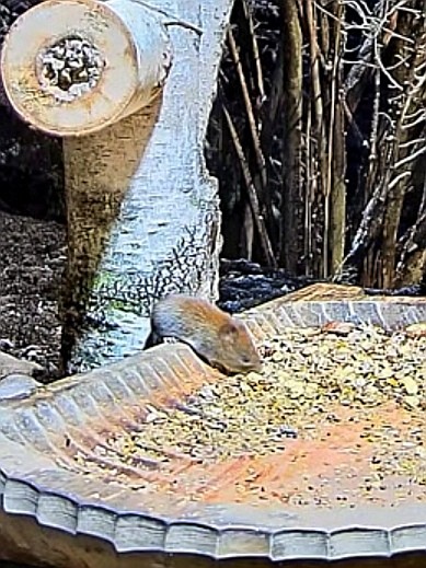 livebirdspoland_cdcbb77230bec2a6443a26b4392a9cf6.jpg