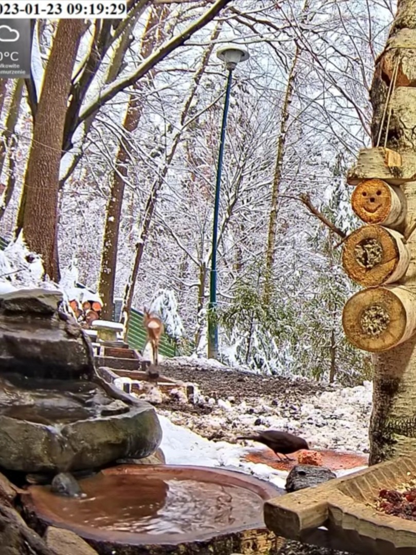 livebirdspoland_ef4ab1f71668d459f784e08c6558a482.jpg