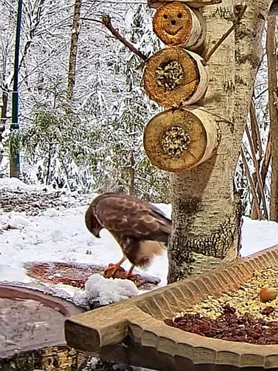 livebirdspoland_9d699ec0a051ec1a377827bea4c111cc.jpg