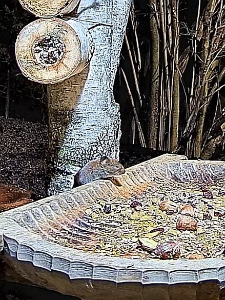 livebirdspoland_01ebbb0c75039da73b8a4b0c65f5a494.jpg