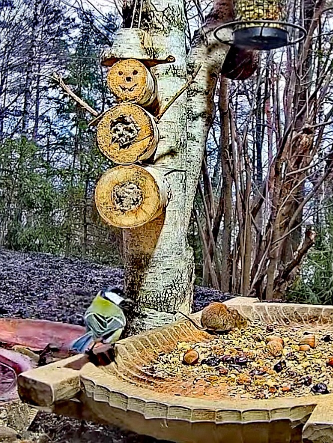 livebirdspoland_a8996ae1a2fe301d18f3dbdb0165a56c.jpg