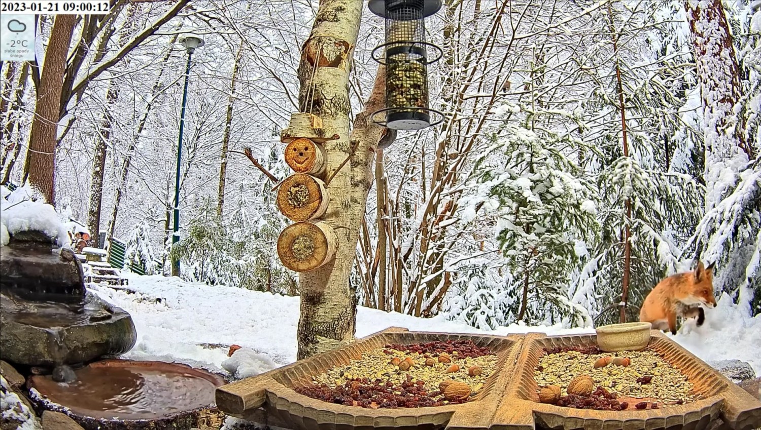livebirdspoland_b67722179c5e720f193fdb1117327174.jpg