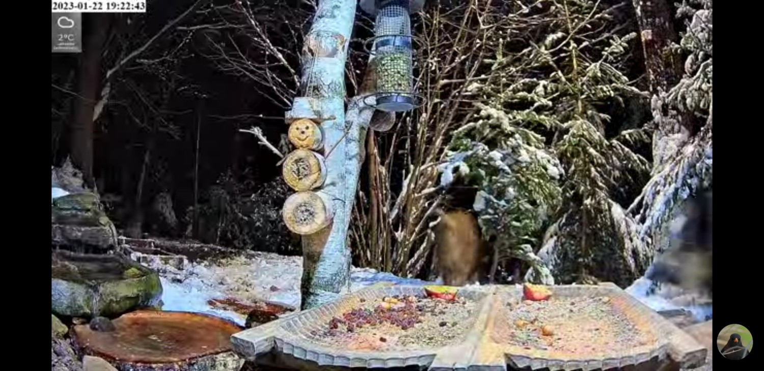 livebirdspoland_3410e2b09231177d4dfa8da42483d0be.jpg