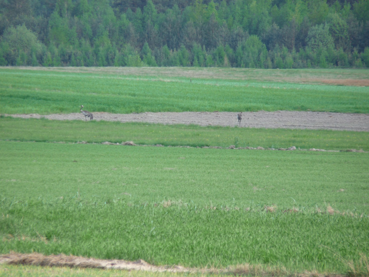 livebirdspoland_99a5dd103d7082c8eda0c90e7b528b2e.jpg