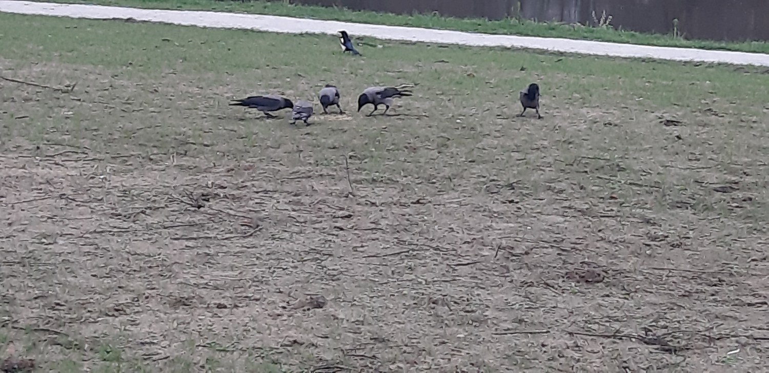 livebirdspoland_78cb943ddc96eb2e4b642096c3fb5173.jpg