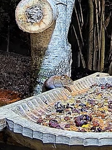 livebirdspoland_f9cb8da3552914ed7169212fa2c56a46.jpg