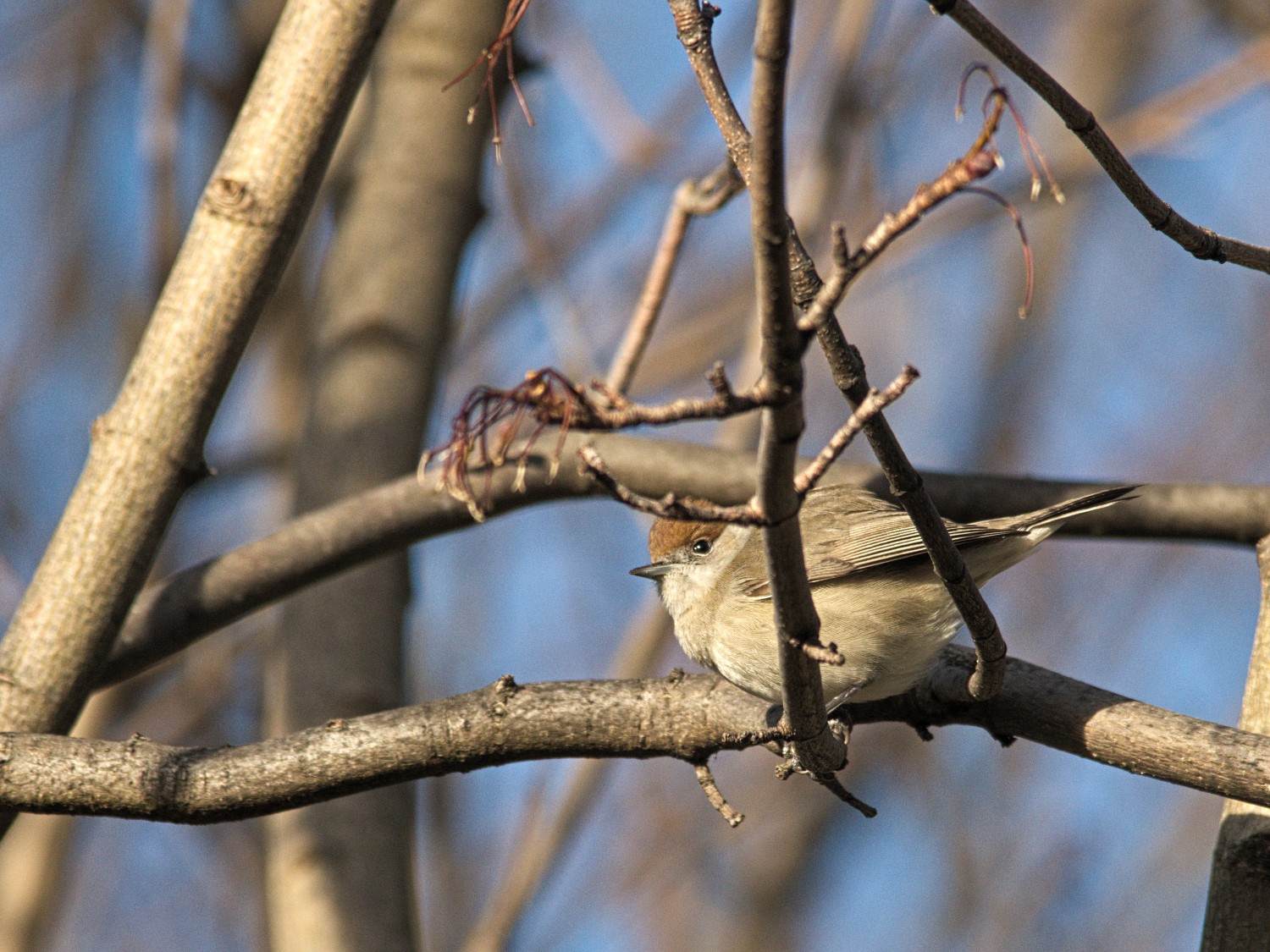 livebirdspoland_9e78f26d8b8cad1455ca6fdba634182b.jpg