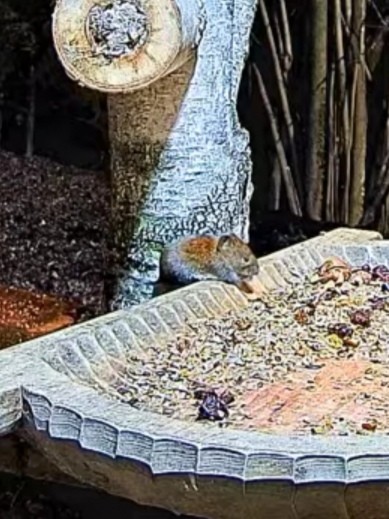livebirdspoland_bfda6899fa195cd1e92134b363b03cb0.jpg
