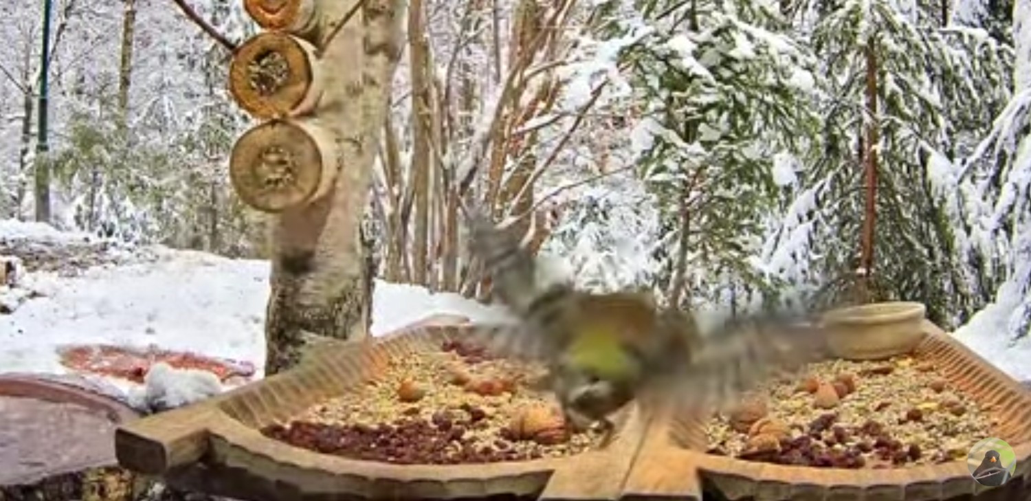 livebirdspoland_1c19426e6c6fc12224a2ae392895a05c.jpg