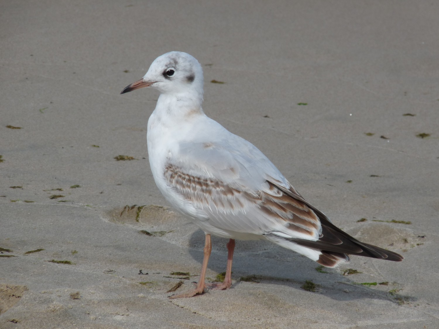 livebirdspoland_c3fa69d8a3f1b1e7e151973029308399.jpg