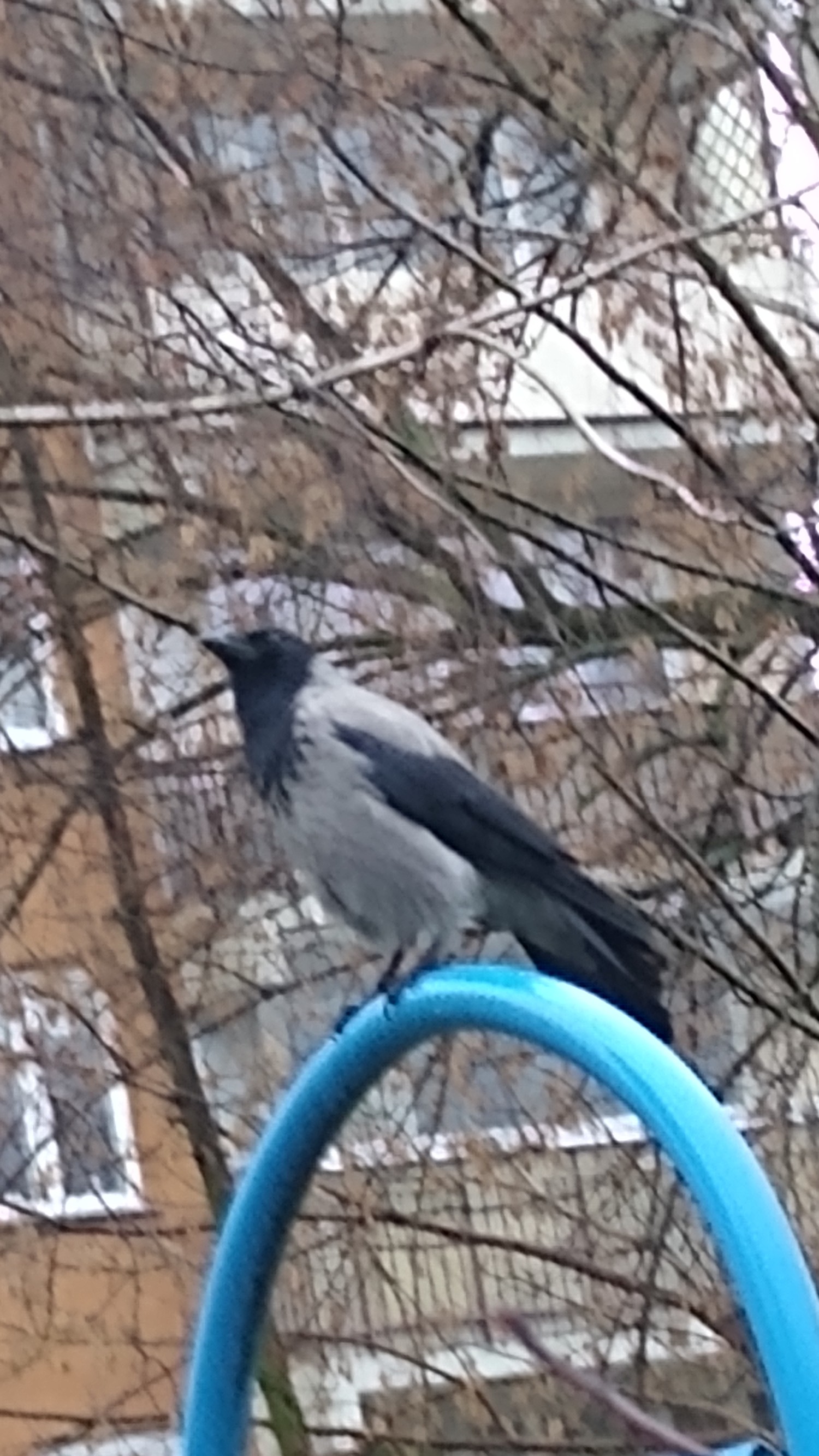 livebirdspoland_6b7a4c054a5abdac558e1156da6efb7e.jpg