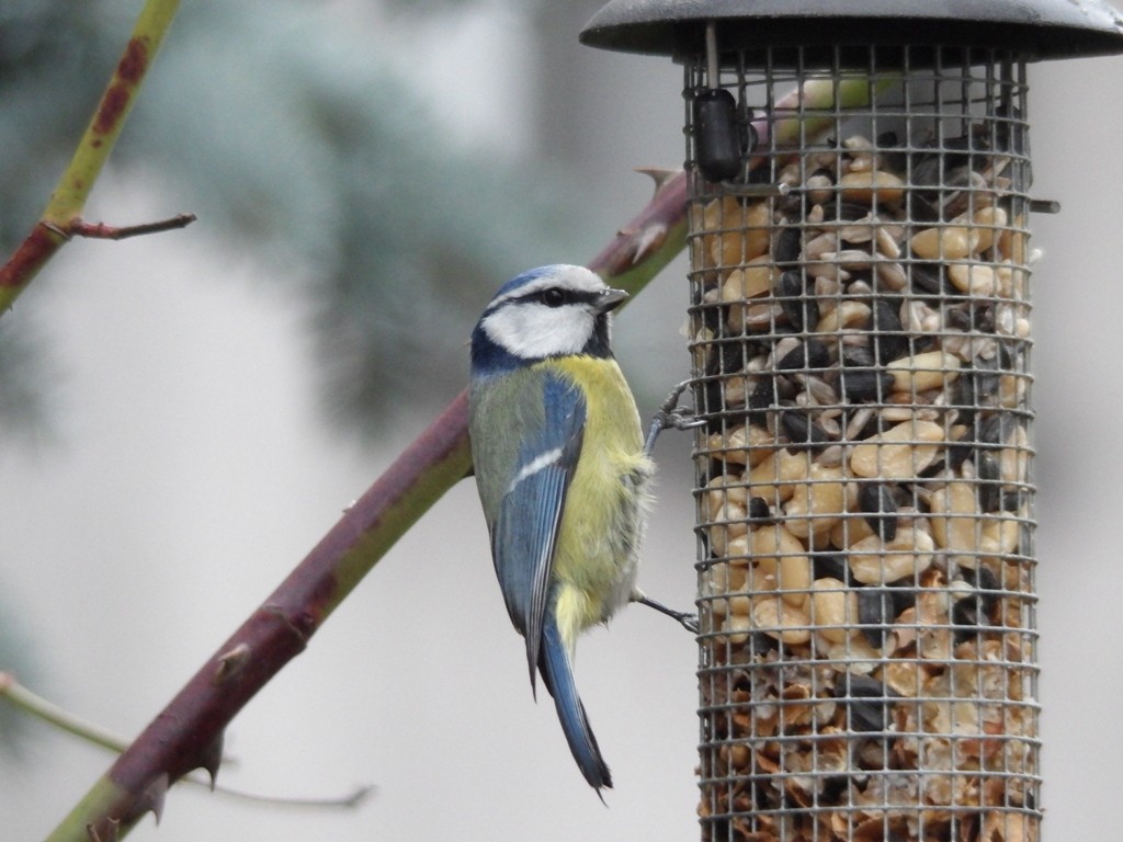 livebirdspoland_04db5d0d46a27c69e5f4814ca1a909ef.jpg