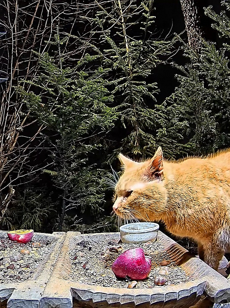 livebirdspoland_b1ae7ca06b1a149c21bddefcc8b1f5c9.jpg