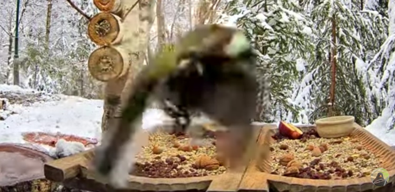 livebirdspoland_81ac1c1567c51ae557648ff5bd485a81.jpg