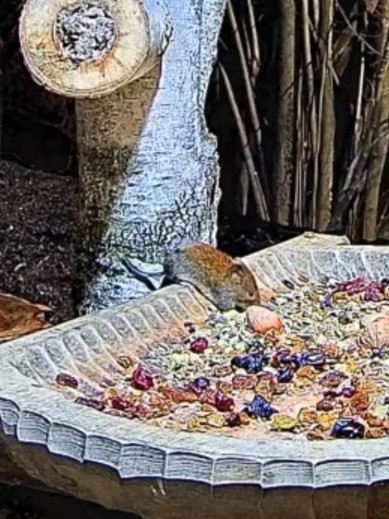 livebirdspoland_b248d5d1e09538dae300429ec9cc3c29.jpg