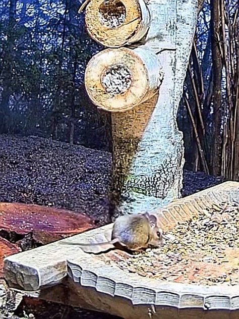 livebirdspoland_14e4e355f47d06b58700df22ce683359.jpg