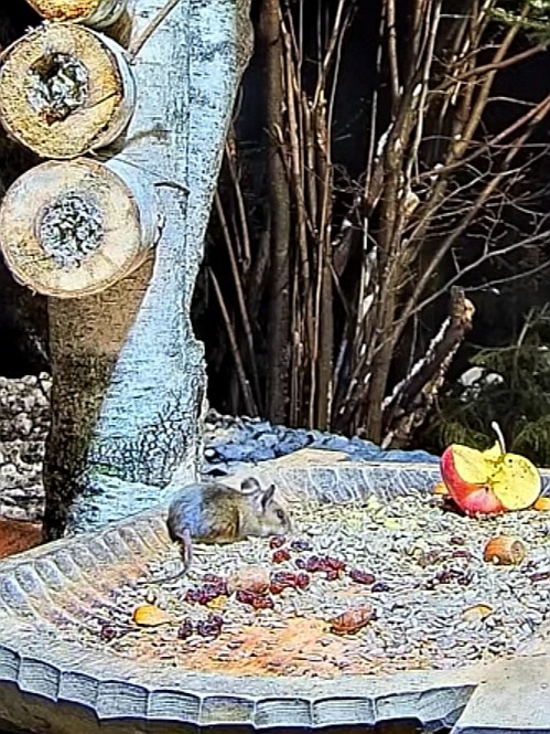 livebirdspoland_f9c1313fb0d3239b2a038bfc0e6e878f.jpg